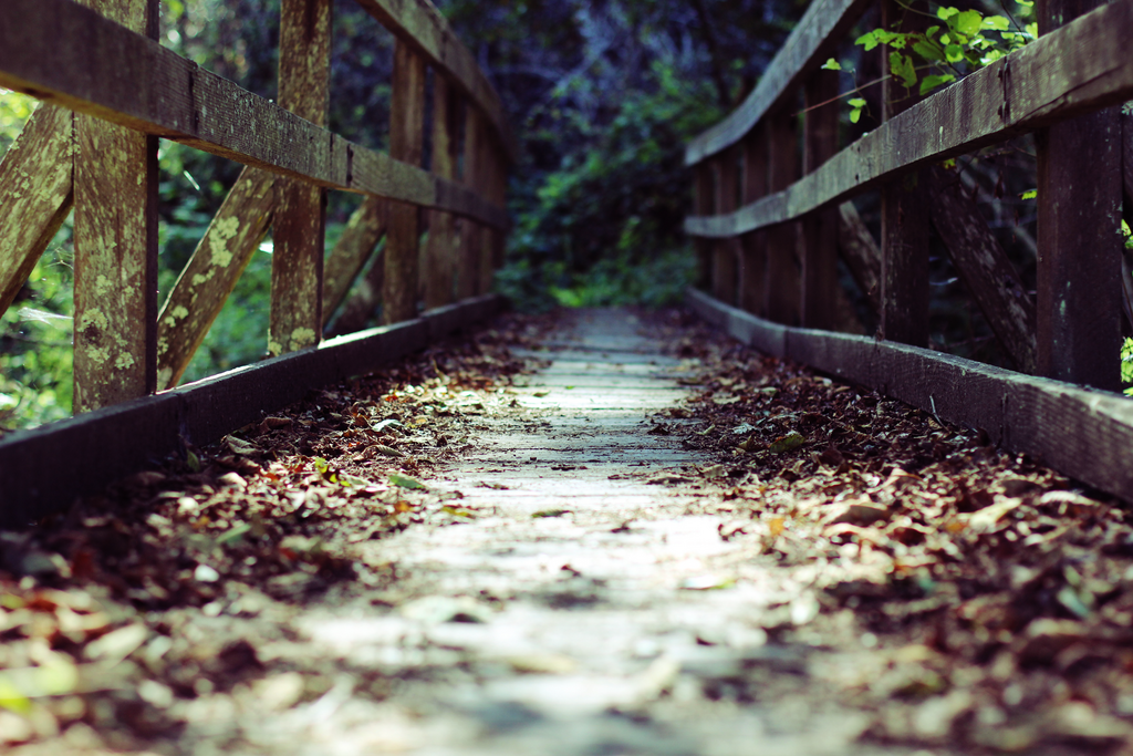 Muir Woods National Monument, trail containing a bridge