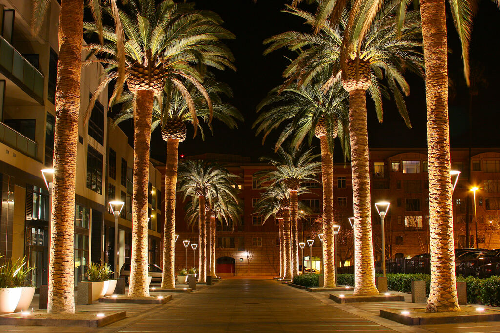 SAN JOSE CALIFORNIA PALM TREE 2010