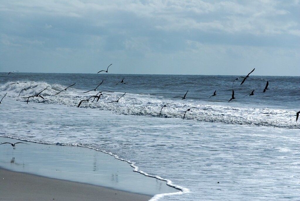 Sea gulls over water