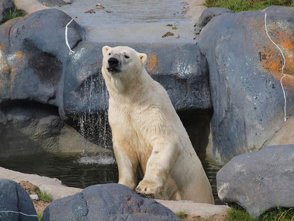 Ursus maritimus -Toronto Zoo, Ontario, Canada-8b