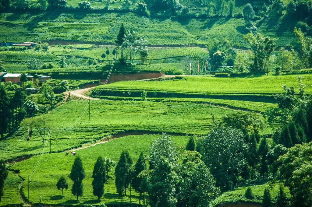 Tea garden kanyam ilam Nepal