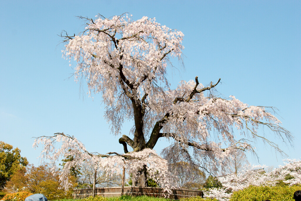 Maruyama Park