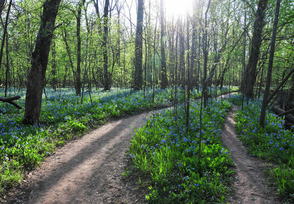 Virginia Bluebells