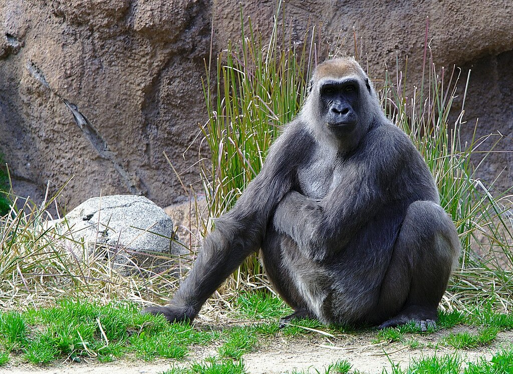 Gorilla in Los Angeles Zoo