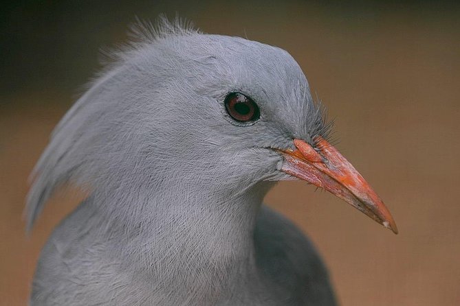 go bird-watching at michel corbasson zoological et forest park