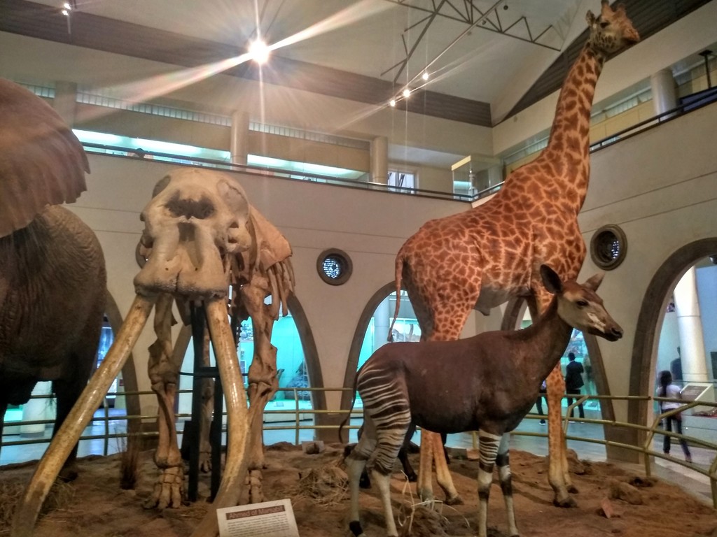 The animal exhibits at the museum