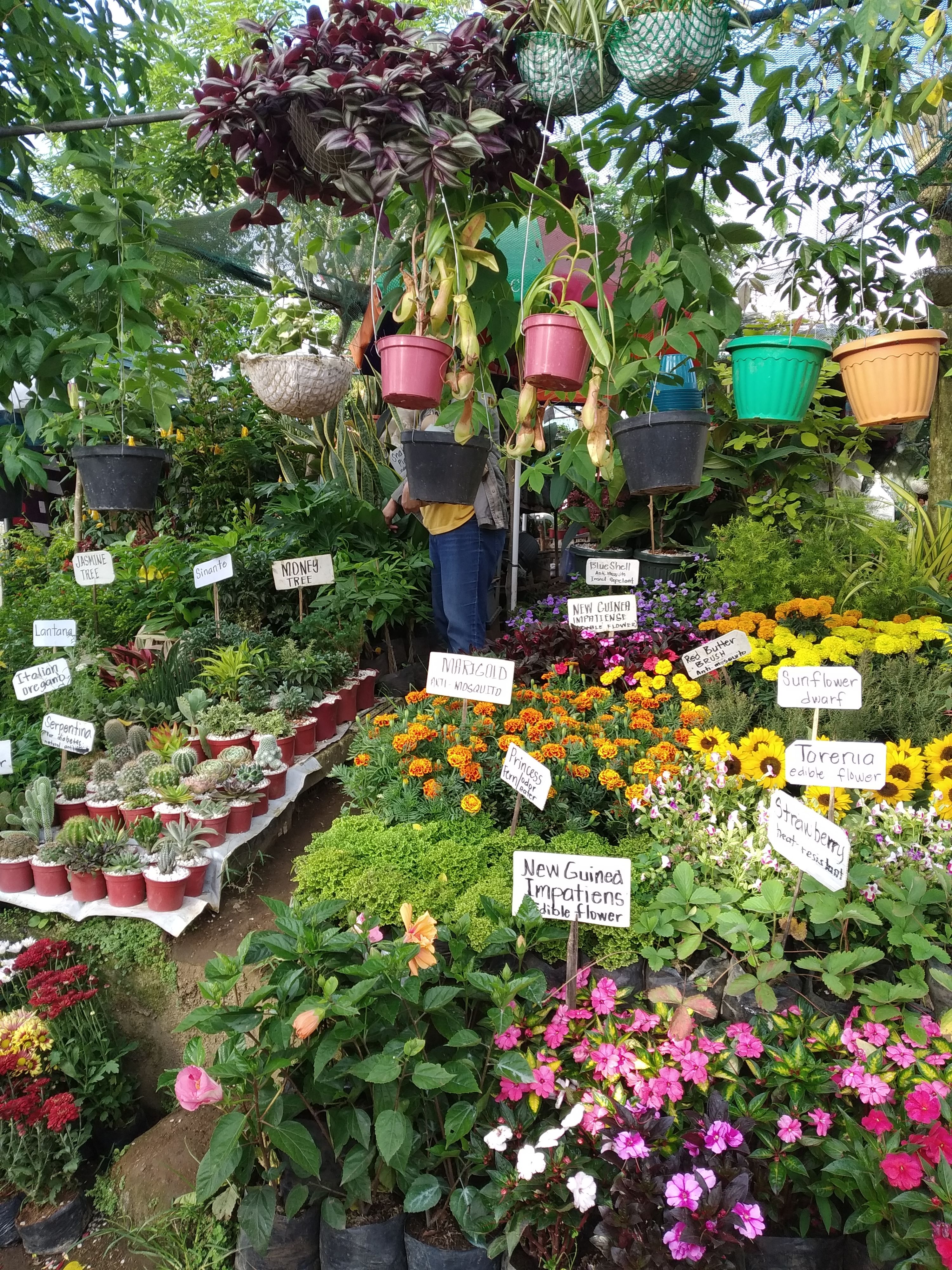 Flowers and herbs for sale at Mahogany Market