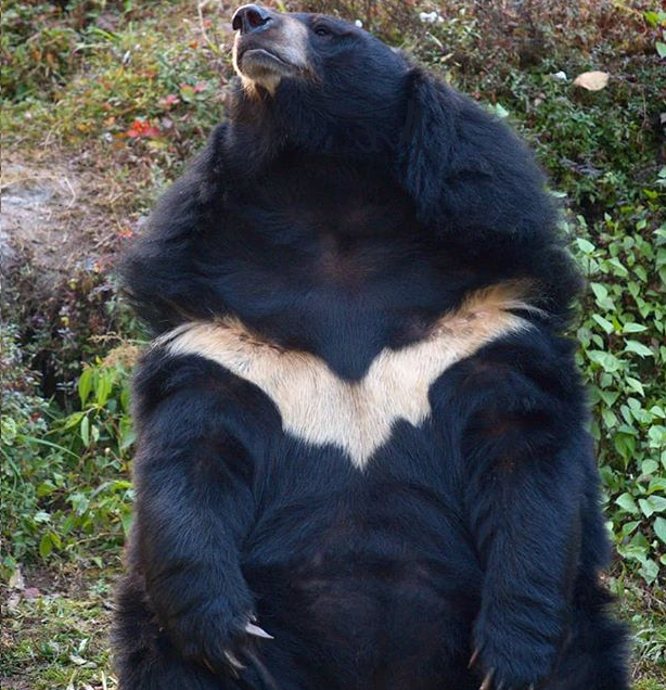Himalayan bear at the zoo