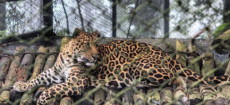 Himalayan leopard at the zoo