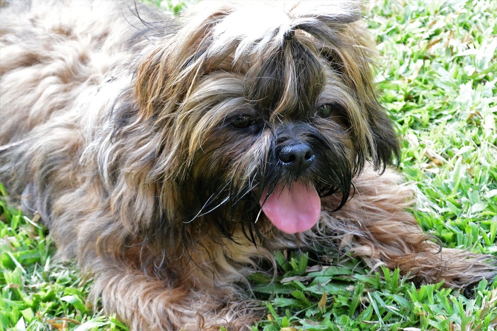 A tired dog is a happy dog