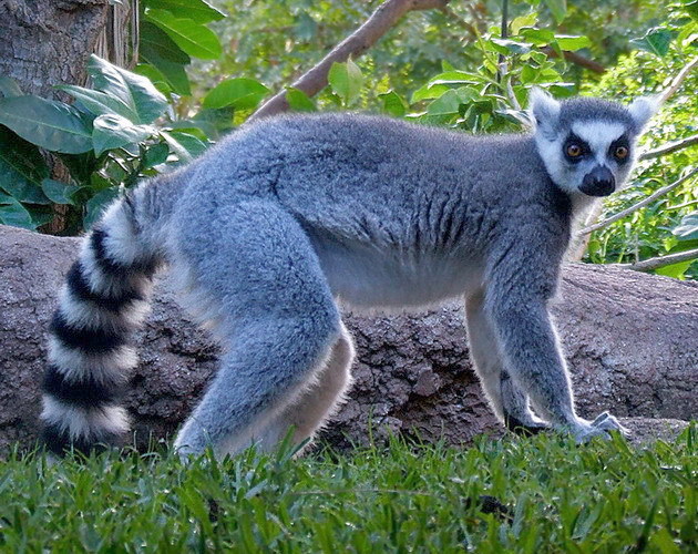 Ring-tailed lemur at Bioparc Fuengirola
