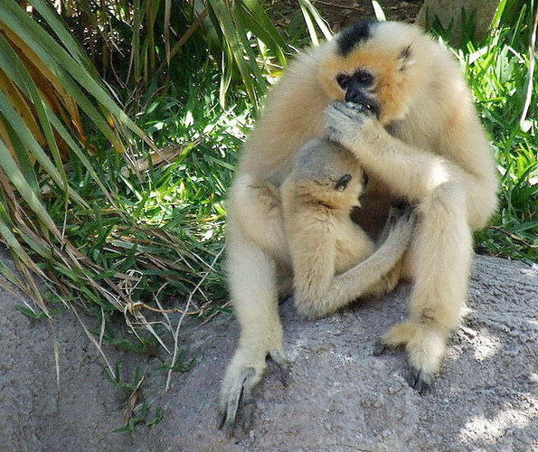 Golden-cheeked gibbon and baby, a seriously endangered species 