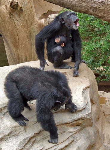 Chimp family at Bioparc Fuengirola