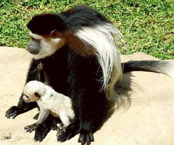 Colobus Monkey and baby at Bioparc Fuengirola