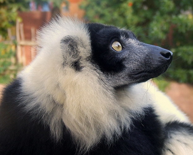 Black and white ruffed lemur at Bioparc Fuengirola