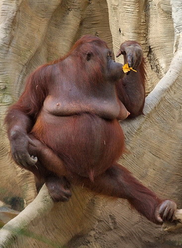 Pregnant orangutan posing for the camera