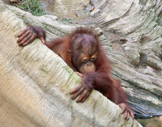 Baby orangutan born at Bioparc Fuengirola