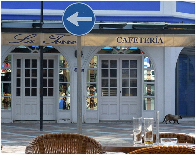 Cafeteria and a stray cat at the Marina