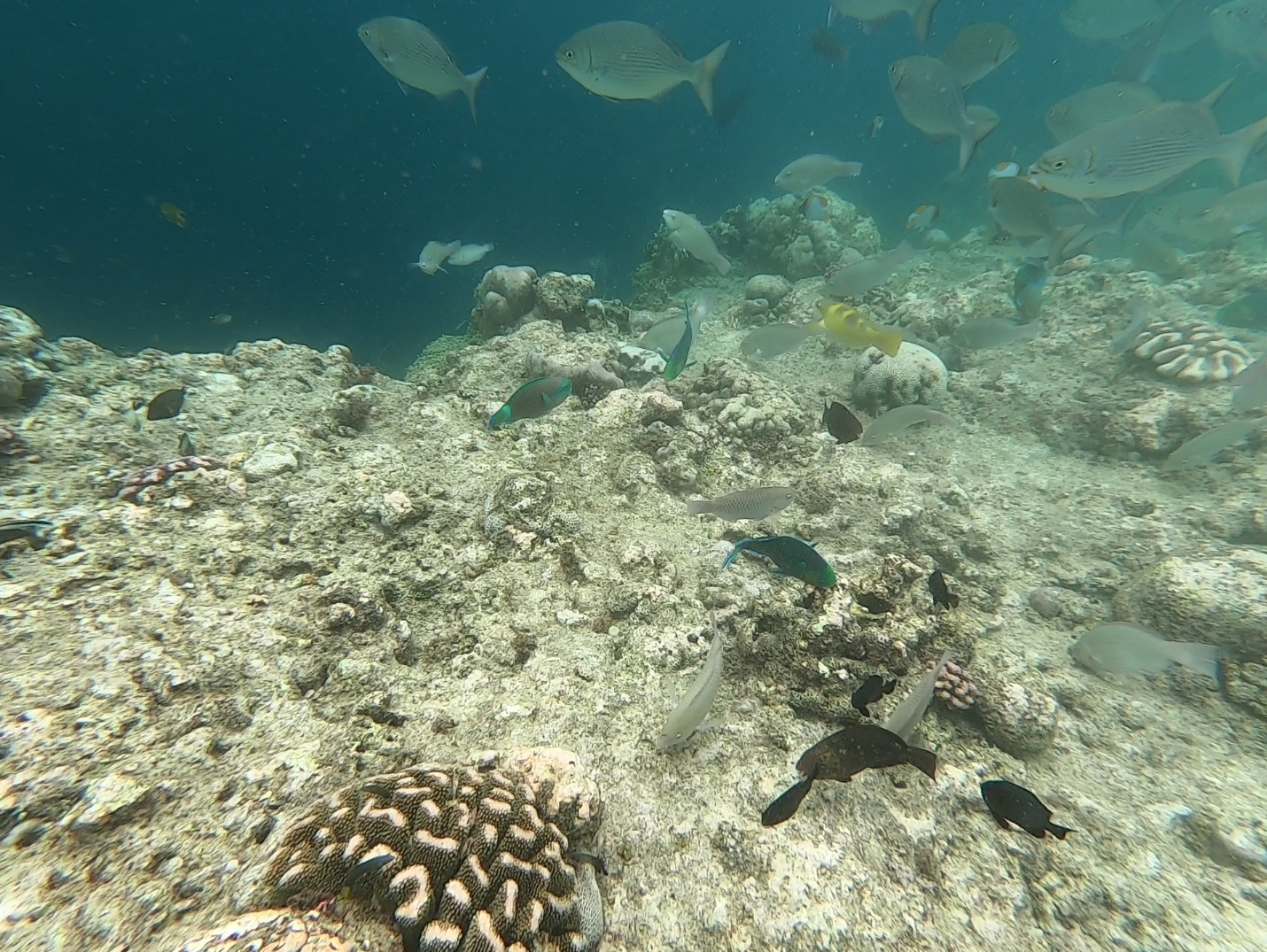 Balicasag Island in Pangalo