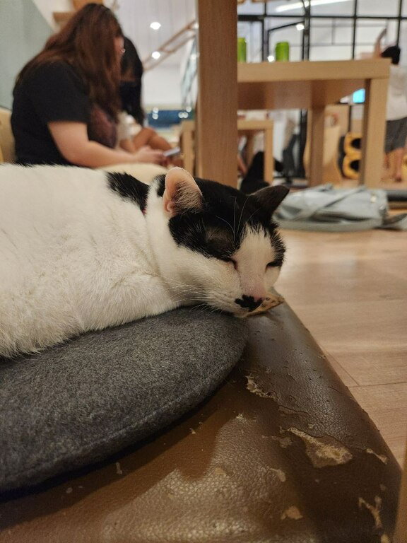 The cat cafe