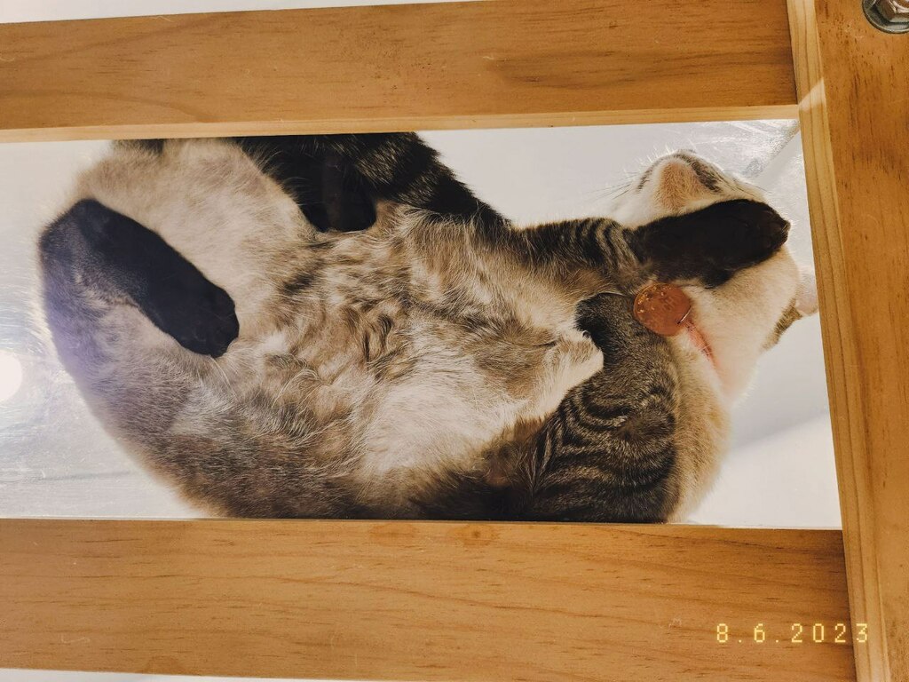The cat cafe