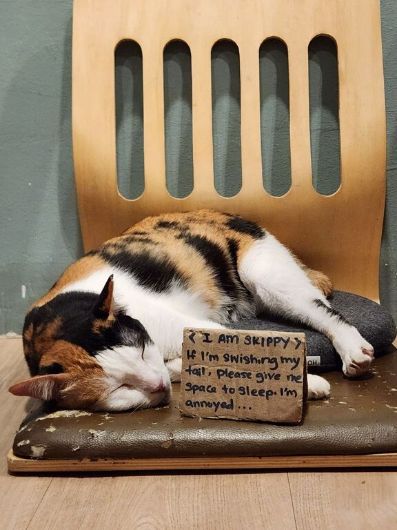 The cat cafe