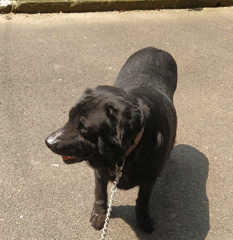 Black Labrador enjoying his walk on the promenade