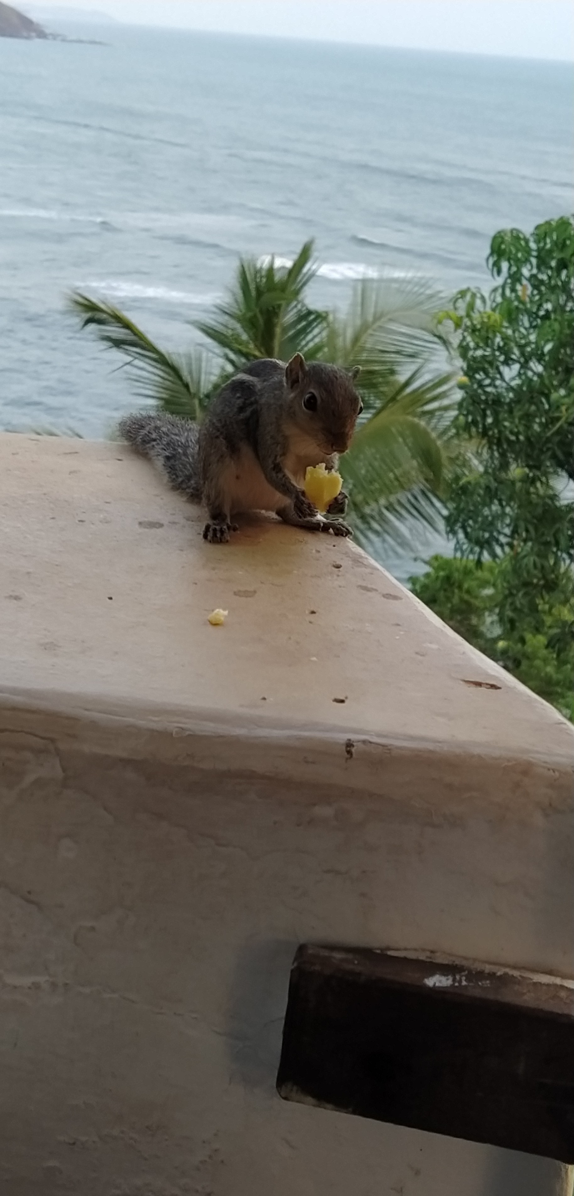 Adorable squirrel helping itself to some fries