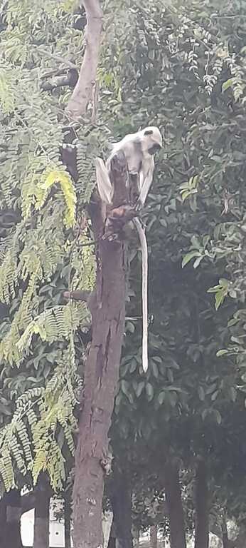 Monkeys waiting for a chance to steal your food