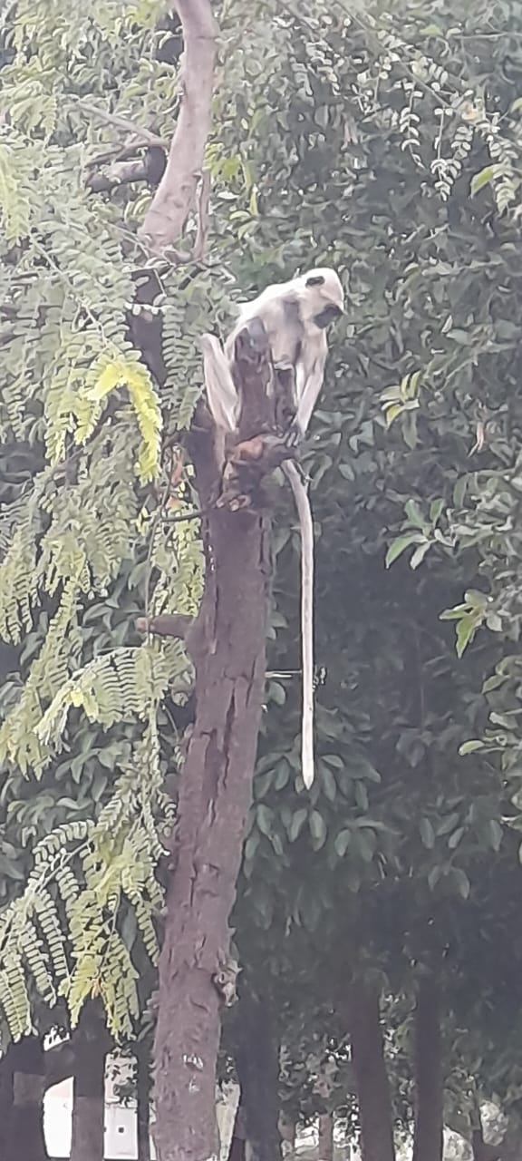 Monkeys waiting for a chance to steal your food