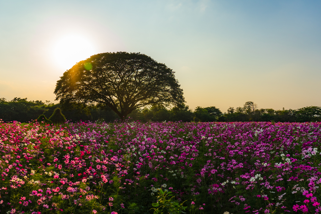 Flowers as far as the eye can see