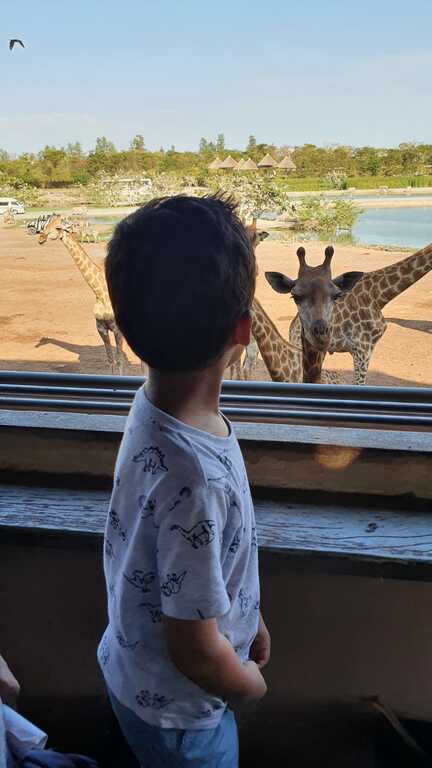 Kids will love feeding the giraffes