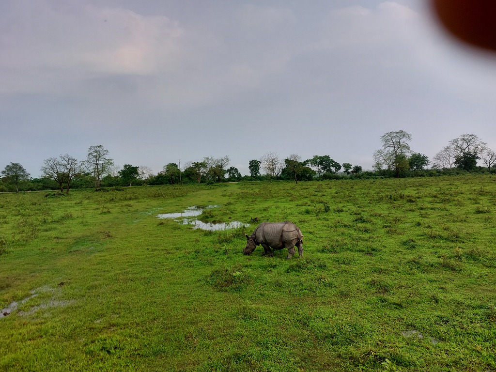 One horned rhino during the morning safari