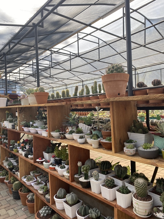 These are the cactus that can be found in Botanical Garden