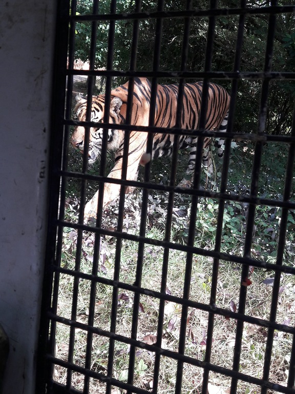 Zoobic Safari