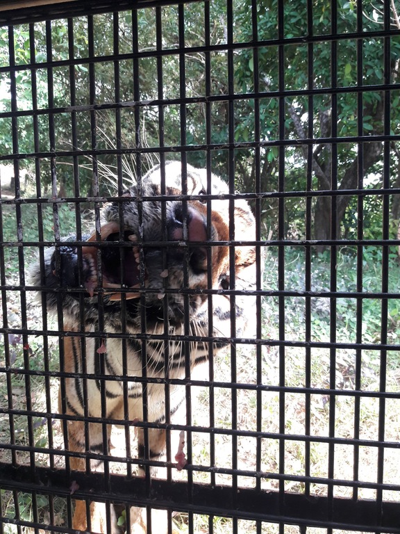 Zoobic Safari