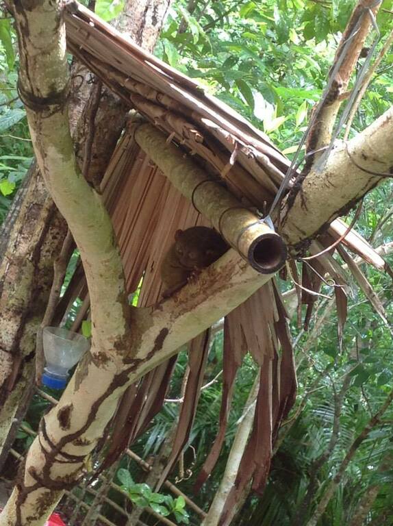 Tarsier