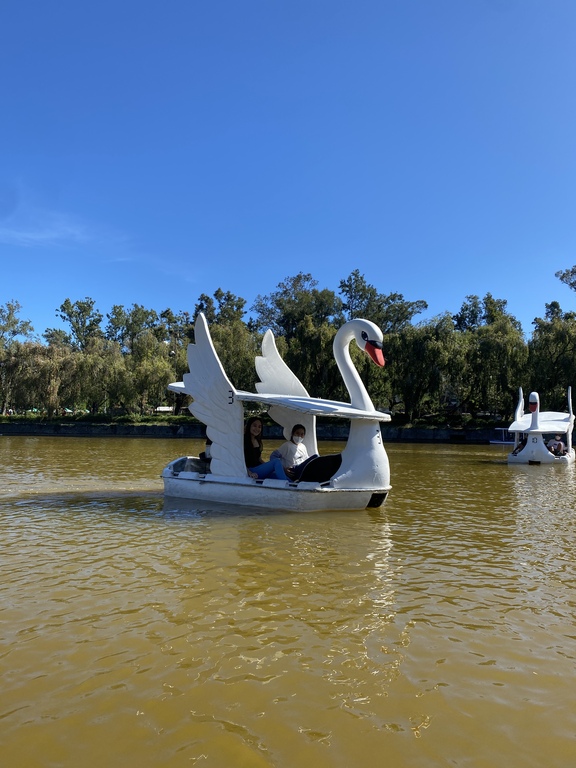 Swan Boats in Burnham Park