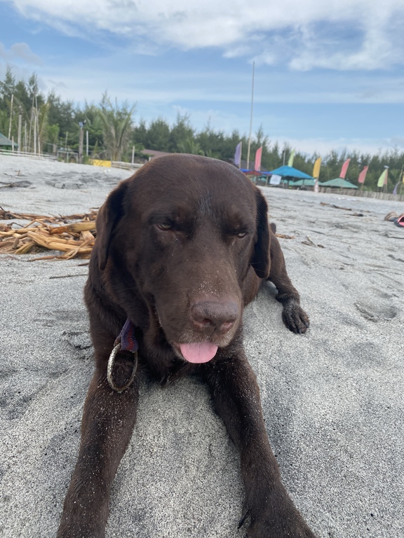 A photo of Labrador in the beachfront