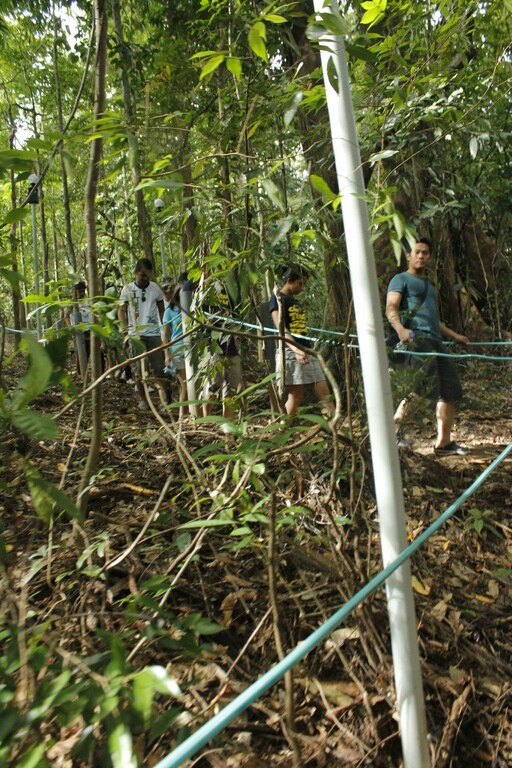 Tree Top Adventure