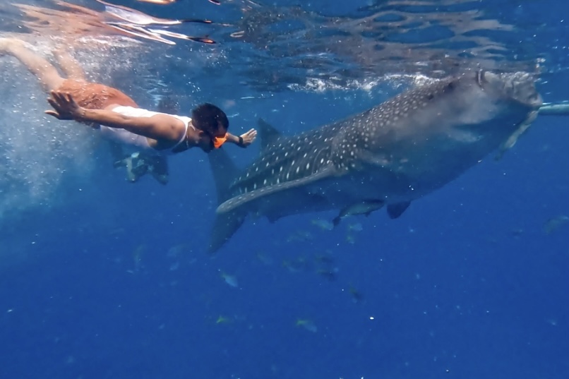 Oslob whale shark watching