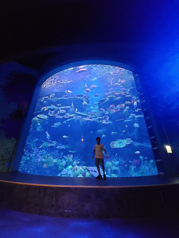 So many fish to see