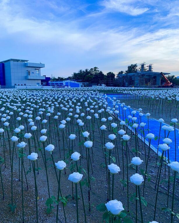 16K Blue Roses in Plaza Escudero, Casiguran, Sorsogon