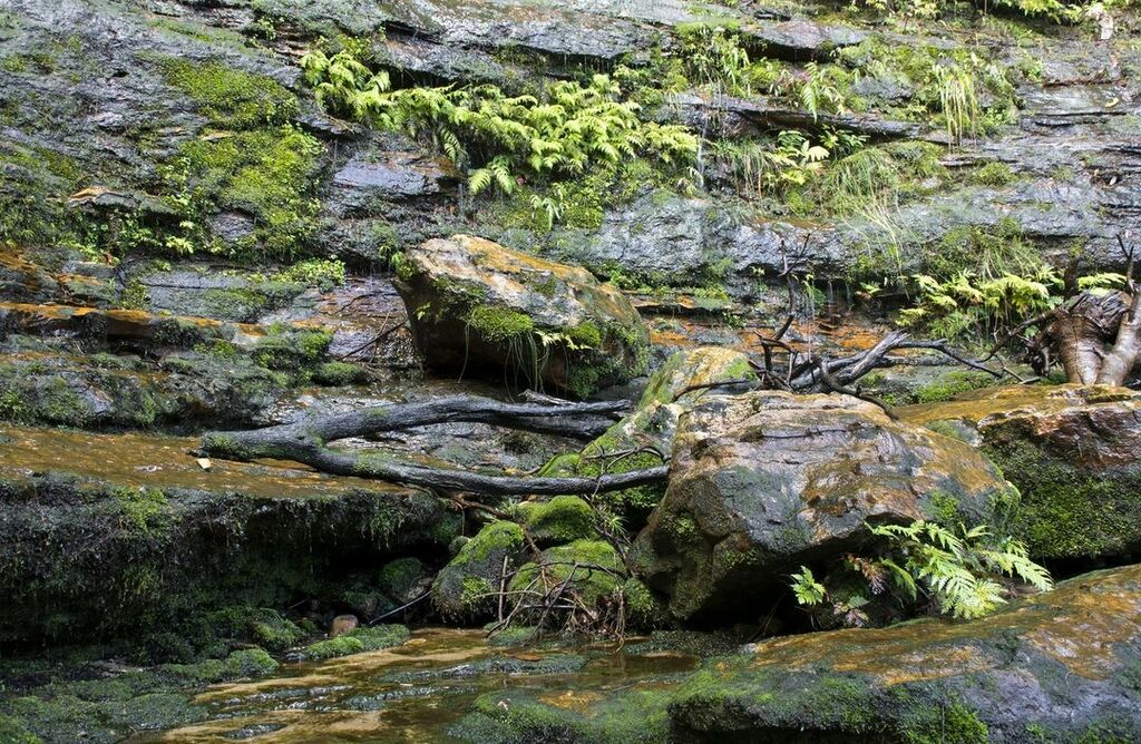 Dense rainforests of the Blue Mountains