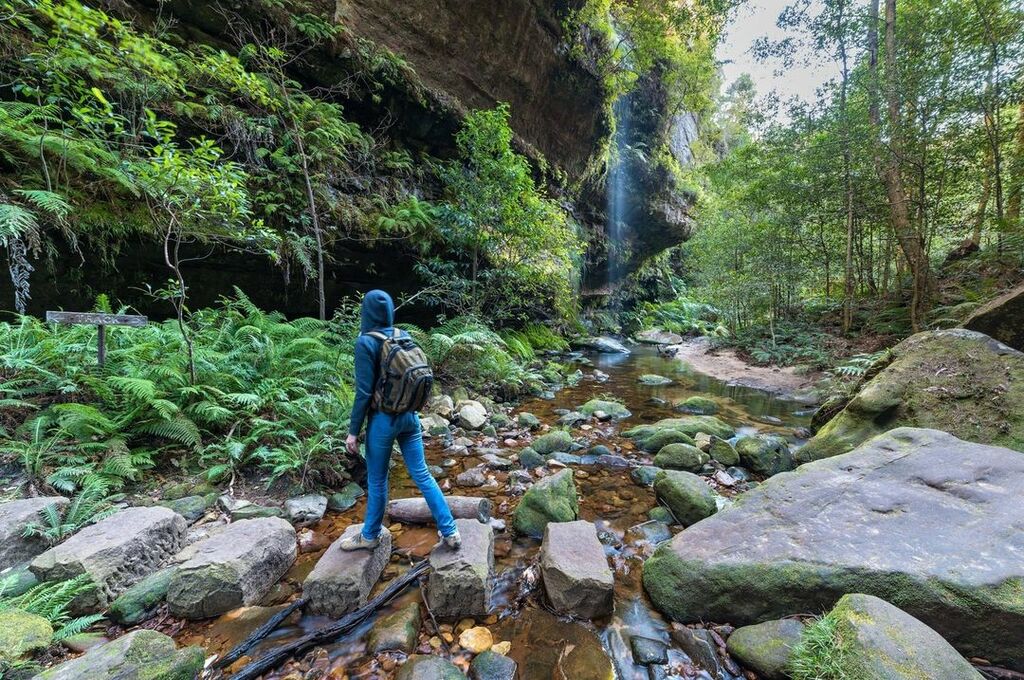 The ancient forests on the Blue Mountains