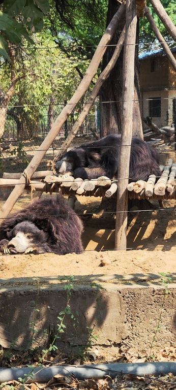 bear rescue