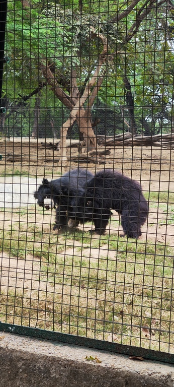 bear rescue facility