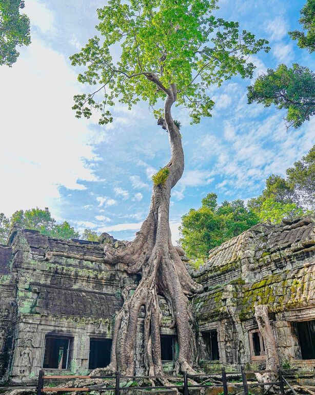Ta Prohm Temple, Siem Reap