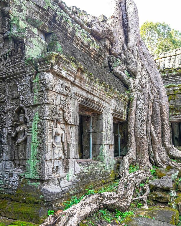 Ta Prohm Temple, Siem Reap