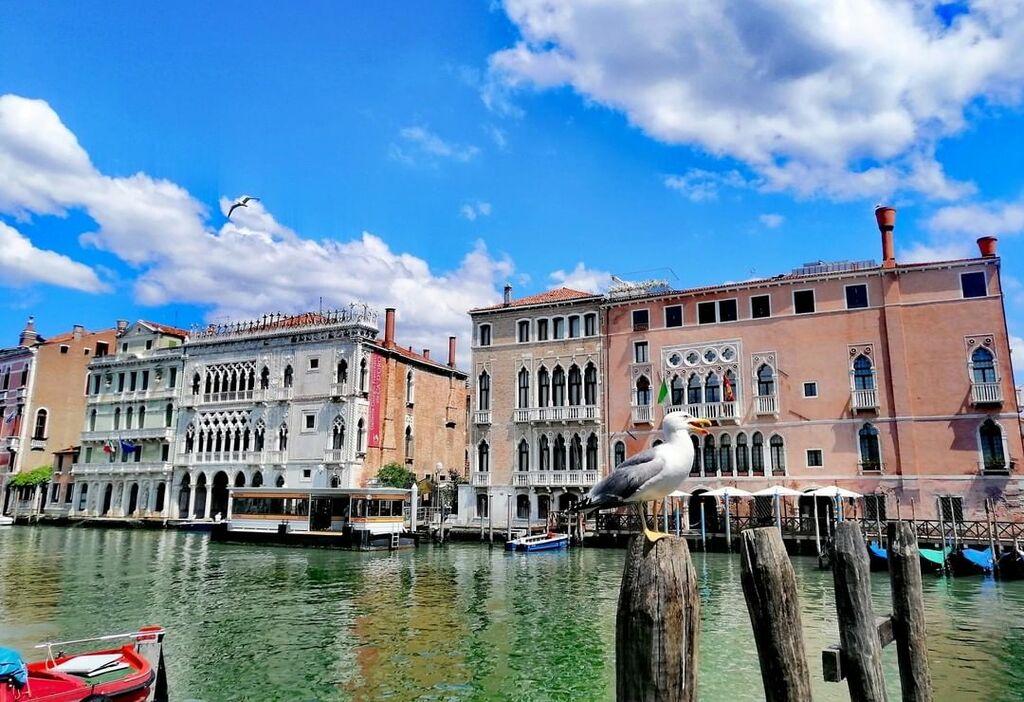 A seagull sitting on Canal Grande